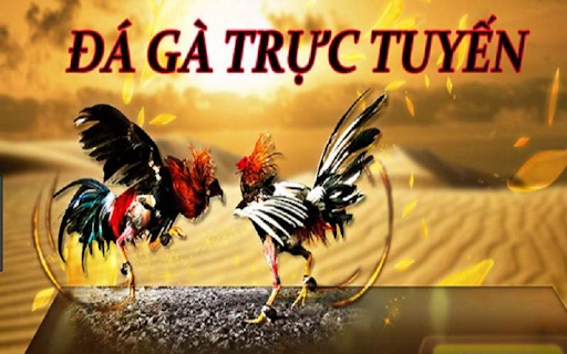 Trận đá gà 24 tỷ diễn ra như thế nào?