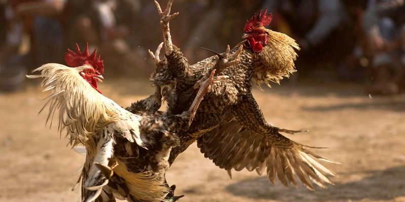 Quan sát thể trạng của gà khi tham gia đá gà trực tuyến